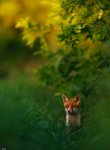 forest fox.jpg