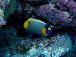 tropical fish.jpg