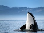 orca-stock-photo.jpg