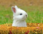 bunny rabbit.jpg