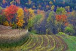 Vermont Fall Foliage.jpg