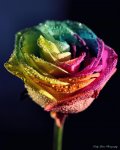 hybrid rose.jpg
