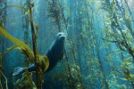 0514-voe-california-harbor-seal-kelp-forest-670.jpg