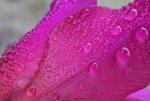 cover-image-nature-macro-photography.jpg