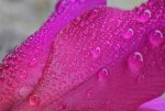 dewdrops on pink flower.jpg