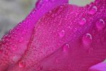 dewdrops on pink flower.jpg