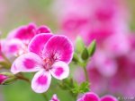 Lovely Pink Flowers.jpg