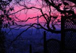 A Pink Sunset.jpg