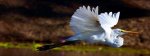 White Bird In Flight.jpg