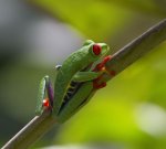 Leaf Frog.jpg