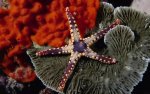 Tropical Sea Star.jpg