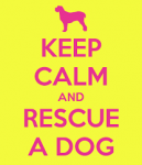rescue a dog.png