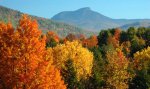tree and mountain foliage.jpg