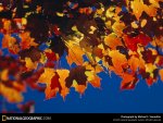 foliage-sweepstakes-523308-sw.jpg