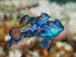 exotic blue fish.jpg
