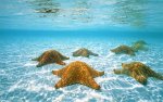 sea stars.jpg