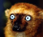 female-face-blue-eye-lemur.jpg