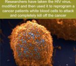 HIV Virus.jpg
