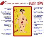 human body facts.jpg