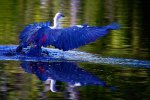 Heron Landing.jpg