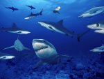 sharks.jpg