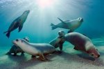 group of playful seals.jpg