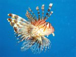 Underwater_sea_life_16.jpg