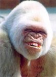 crackup.jpg