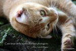 Photogenic+Cat.jpg