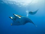 stingrays.jpg