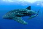 whale.jpg