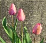 pinktulips_april182015_3abFC.jpg