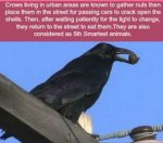 nutty crows.jpg
