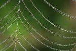 dewy spider web.jpg
