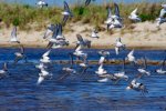 a flock of terns.jpg