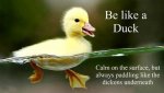 Duck Paddle.jpg