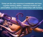 octopus fact.jpg