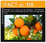 Oranges Fact.jpg