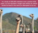 Ostrich Fact.jpg