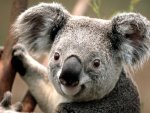 Koala-animal-planet-13855375-1024-768.jpg