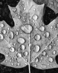 water drops on leaf.jpg