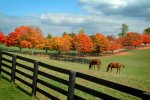 field with horses.jpg