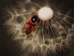 beetle on dandelion.jpg