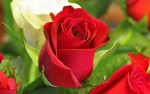 nature flowers spring roses 1440x900 wallpaper_www.wallpapermay.com_83.jpg