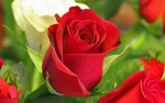 a red rose.jpg