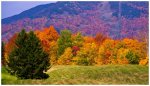 stowe foliage.jpg