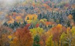 sugar maples.jpg