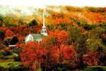 pretty foliage.jpg