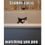 Stalker Cat.jpg