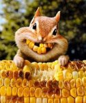 squirrelcorn.jpg